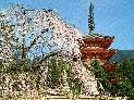 (pagoda: photo)